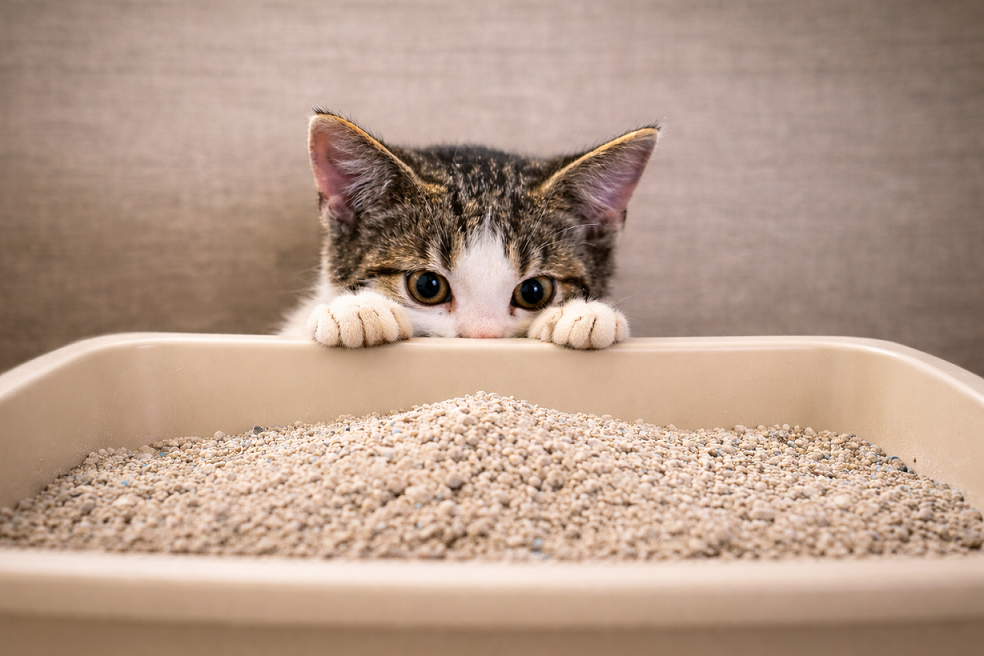 ?What Is Cat Litter